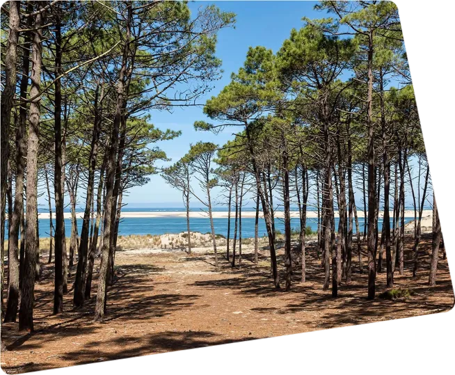Chemin vers la plage à travers les pins